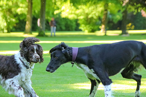 Hundewiese Eickhorst