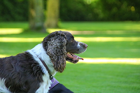 Hundewiese Eickhorst