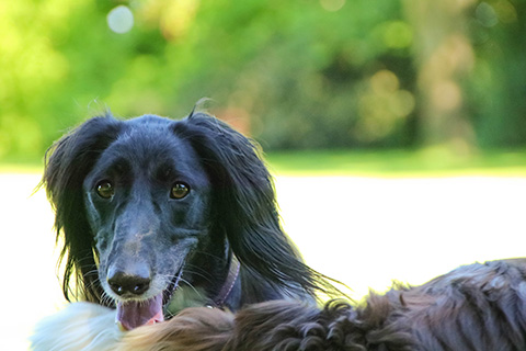 Hundewiese Eickhorst