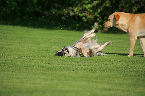 Hundewiese Eickhorst