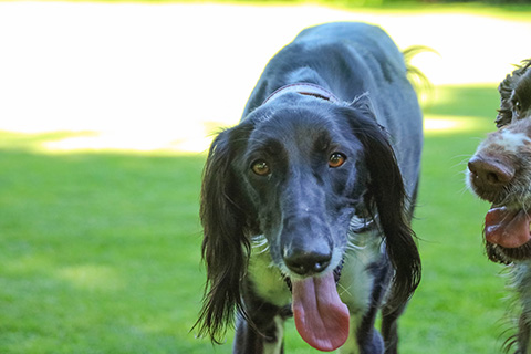 Hundewiese Eickhorst