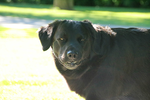 Hundewiese Eickhorst