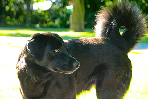 Hundewiese Eickhorst