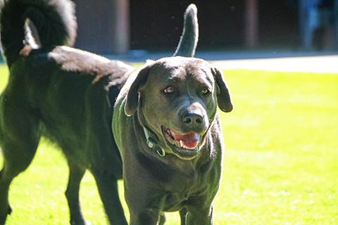 Hundewiese Eickhorst