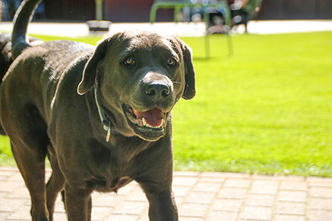 Hundewiese Eickhorst