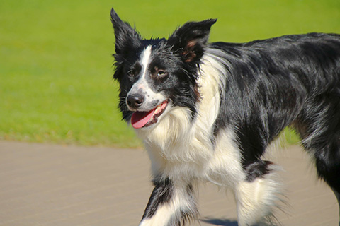 Hundewiese Eickhorst