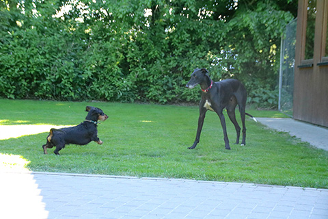 Hundewiese Eickhorst