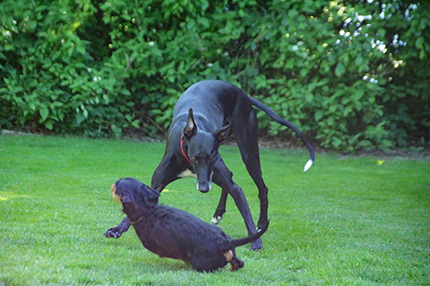 Hundewiese Eickhorst