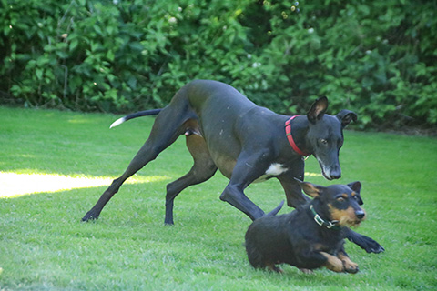Hundewiese Eickhorst