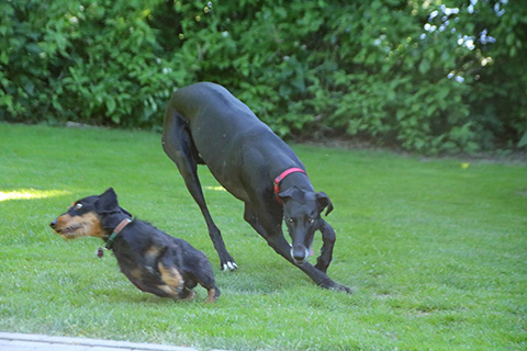 Hundewiese Eickhorst