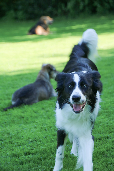 Hundewiese Eickhorst