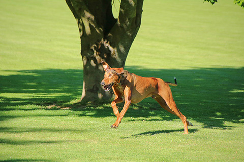 Hundewiese Eickhorst