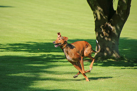 Hundewiese Eickhorst