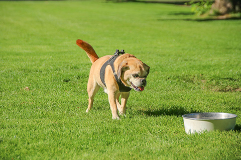 Hundewiese Eickhorst