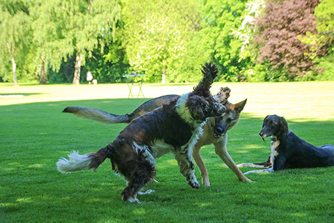 Hundewiese Eickhorst