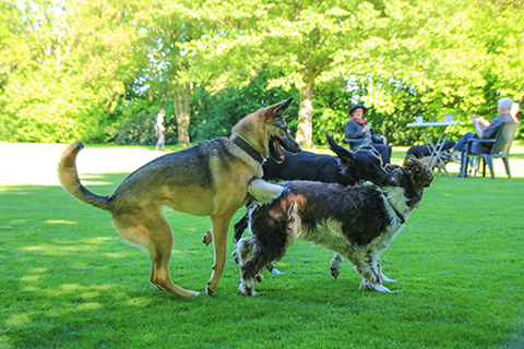 Hundewiese Eickhorst