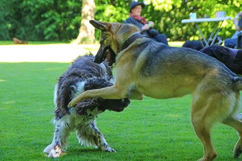 Hundewiese Eickhorst