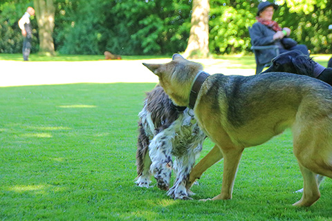 Hundewiese Eickhorst