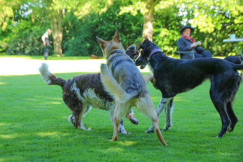 Hundewiese Eickhorst