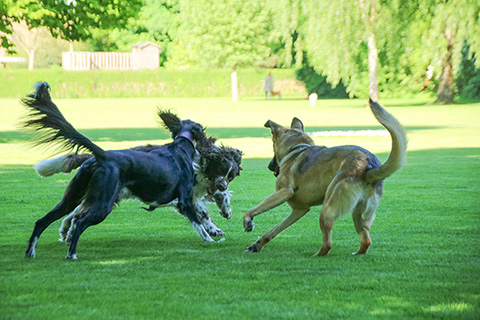 Hundewiese Eickhorst