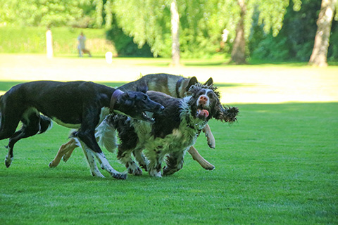 Hundewiese Eickhorst