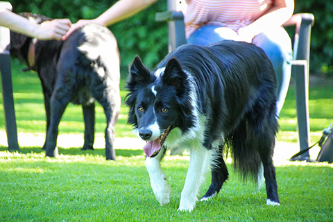 Hundewiese Eickhorst