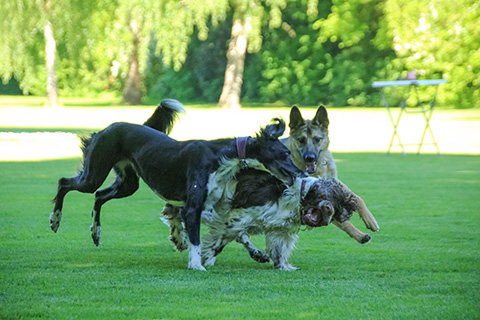 Hundewiese Eickhorst