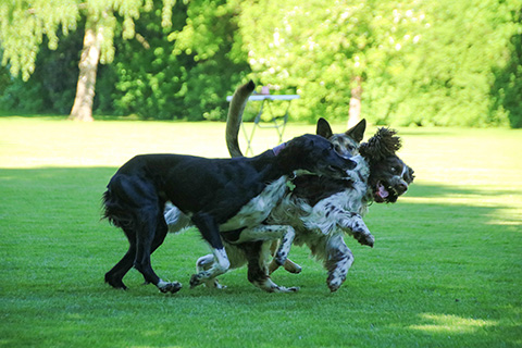 Hundewiese Eickhorst