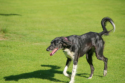 Hundewiese Eickhorst
