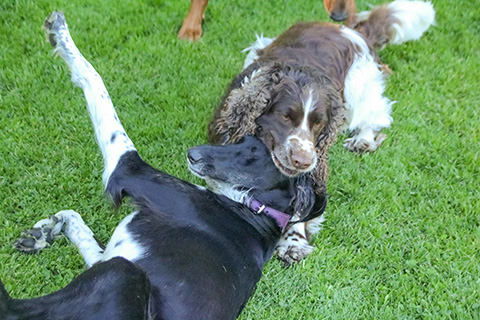 Hundewiese Eickhorst
