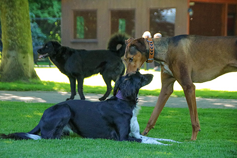 Hundewiese Eickhorst