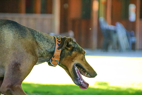 Hundewiese Eickhorst