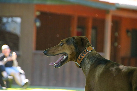 Hundewiese Eickhorst