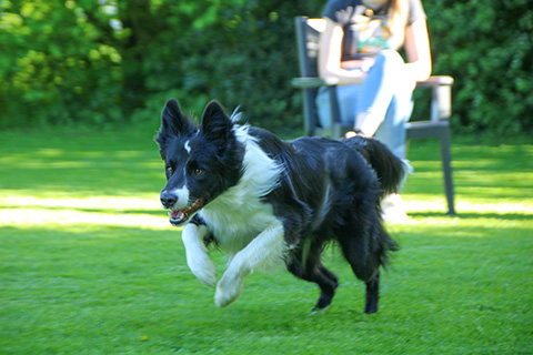 Hundewiese Eickhorst