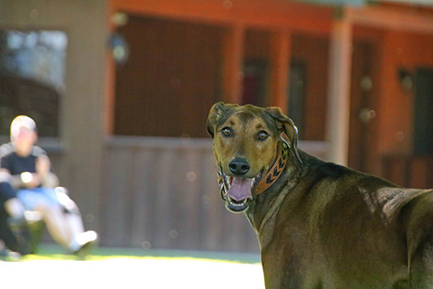 Hundewiese Eickhorst