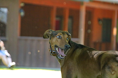 Hundewiese Eickhorst