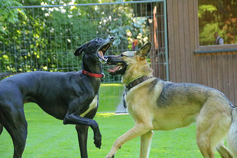 Hundewiese Eickhorst