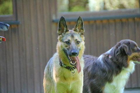 Hundewiese Eickhorst