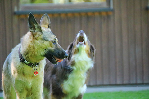 Hundewiese Eickhorst