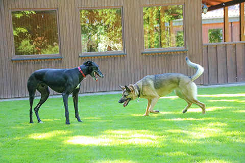 Hundewiese Eickhorst