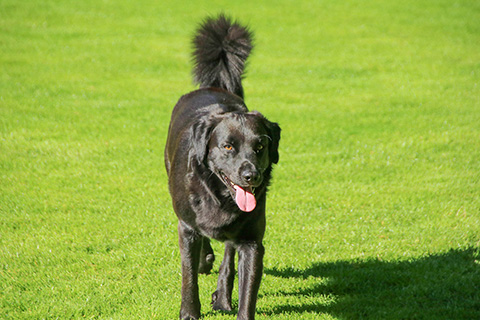 Hundewiese Eickhorst
