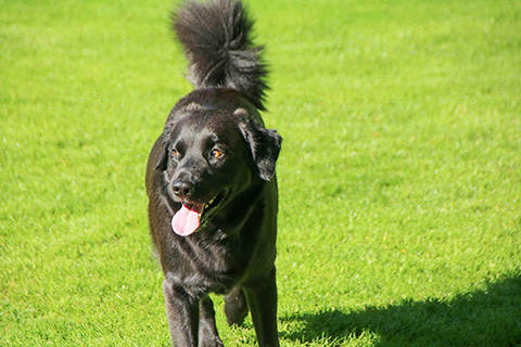 Hundewiese Eickhorst