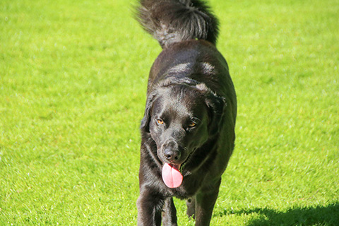 Hundewiese Eickhorst