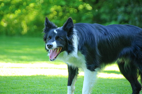 Hundewiese Eickhorst