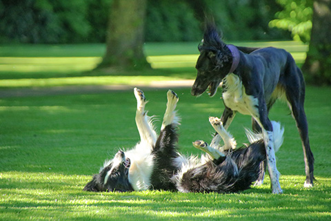 Hundewiese Eickhorst