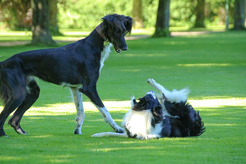 Hundewiese Eickhorst