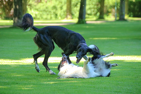 Hundewiese Eickhorst