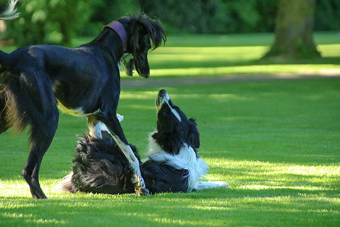 Hundewiese Eickhorst