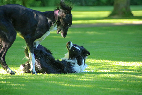 Hundewiese Eickhorst