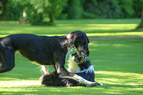 Hundewiese Eickhorst